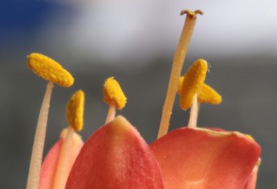 Pollen