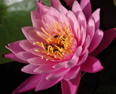 Waterlily
