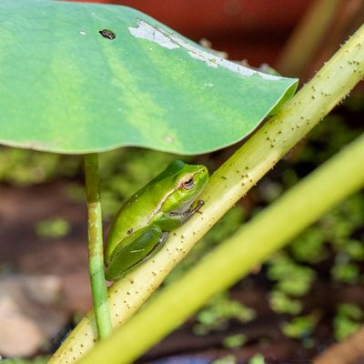 Green Frog Napping*Credit*