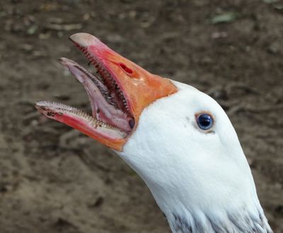Quack Quack