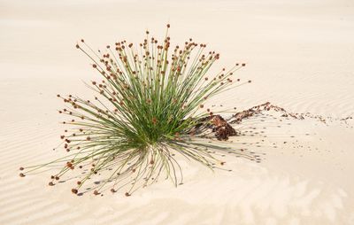 Rugged  Simplicity*Merit*