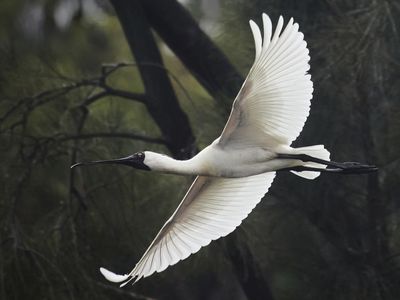 Spoonbill in the Forest*Merit*