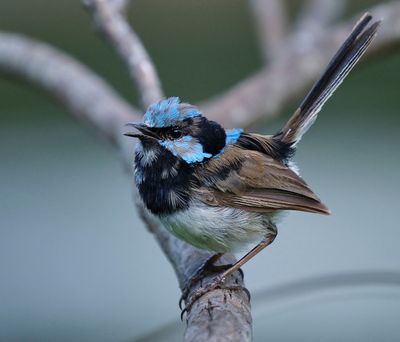 Superb Fairy Wren Mating Call*Merit*