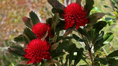 Waratahs