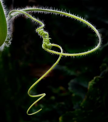 Wiring Knots*Merit*