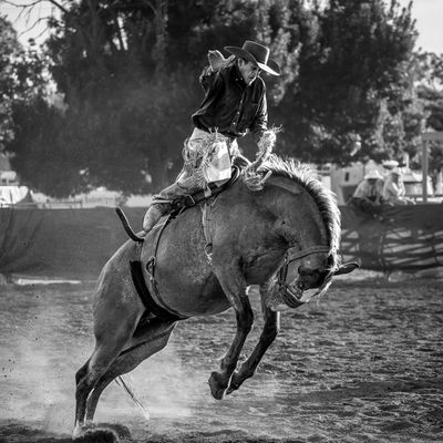 106] Bucking Bronc Cassilis