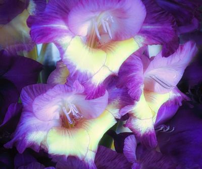 107] Purple