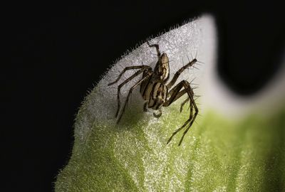 108] Tiny Spider