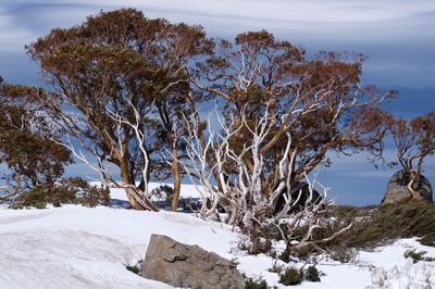 109] The High Country