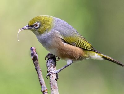 117] Tasty Grub