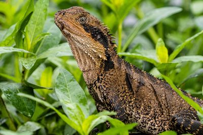 118] Australian Water Dragon
