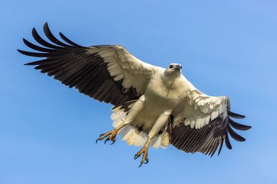 124] Sea Eagle