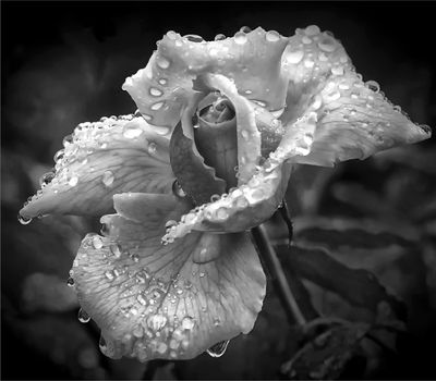 127] Water Droplets on a Rose