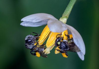 130] Native Bees