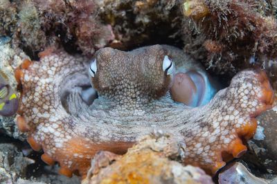 131] Octopus Homie