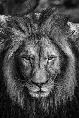 142] The Lion King