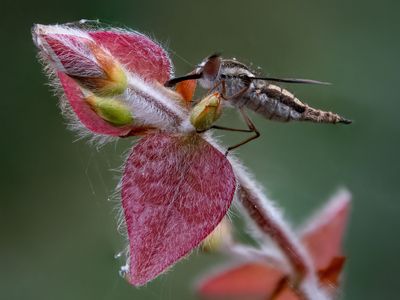 144] Hairy Bug on a Hairy Plant