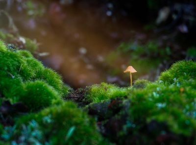 146] Tiny Valley
