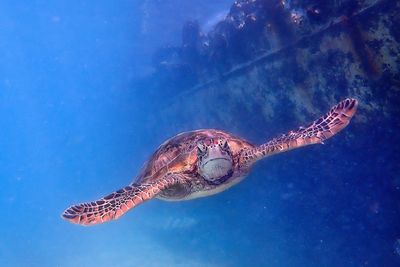 151] Turtle and Wreck