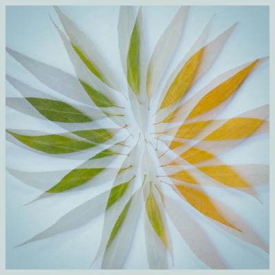 155] Leaf Study IV