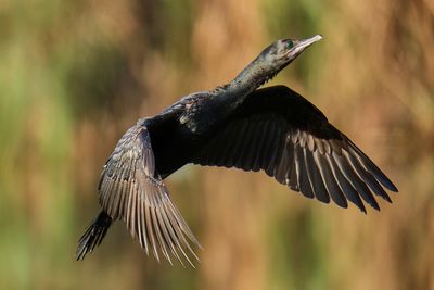 Black Cormorant Landing*Credit*