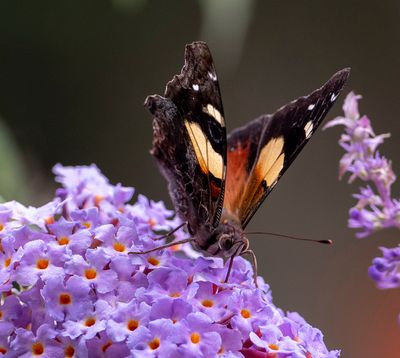 Butterfly*Merit*