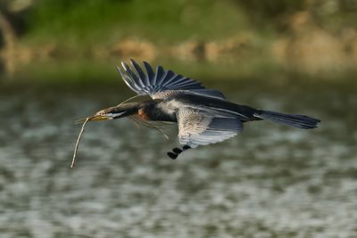 Darter Delivery*Credit*
