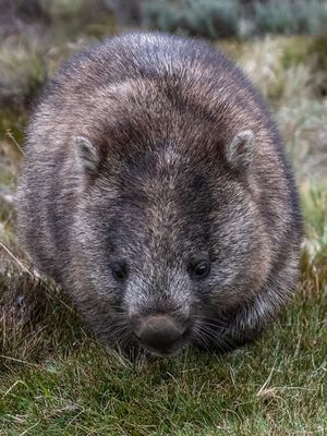 Wombat (2)