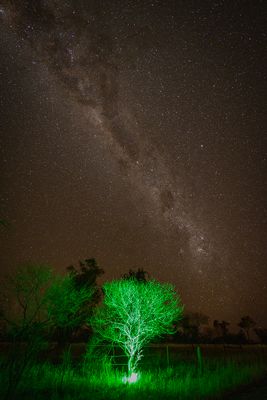 Green Tree