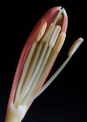 Stamen*Credit*