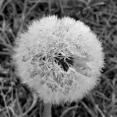 Morning Dew*Credit*