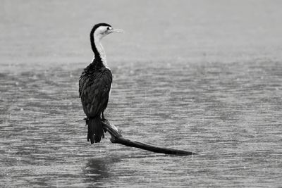 Bleak Day at the Lake*Credit*