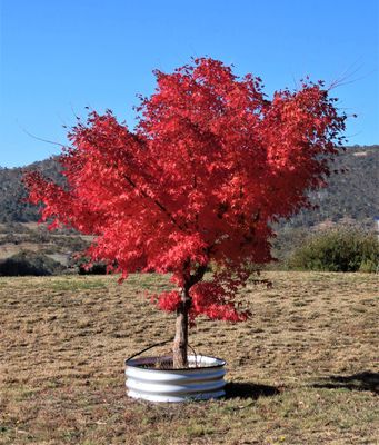 Autumn's Beauty