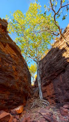 Climbing Tree