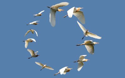 Cattle Egret Circle*Credit*