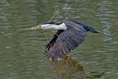 Cormorant Takes Big Stick Home*Credit*