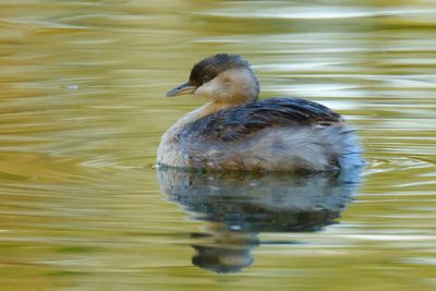 Grebe on Lake*Merit*