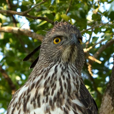 Hawk Eagle