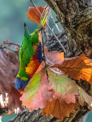 Lorikeet Enjoying Autumn*Credit*