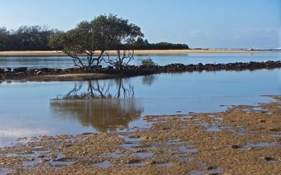 Mudflat and Mangroves 2
