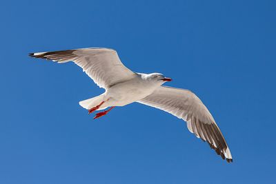 Seagull