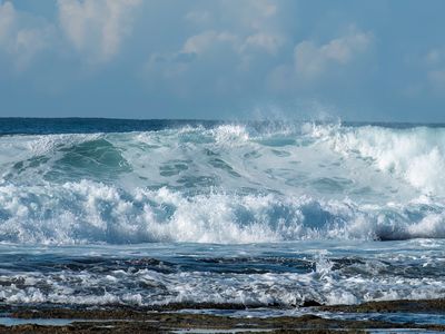 Wild Seas