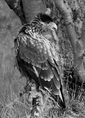 Southern Crested Caracara