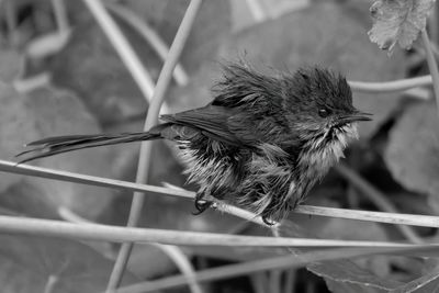 Superb Fairy Wren