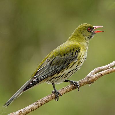 Green-Backed Oriole<br><h4>*Merit*</h4>