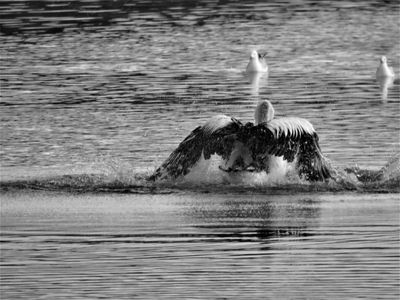 .Becoming Airborne