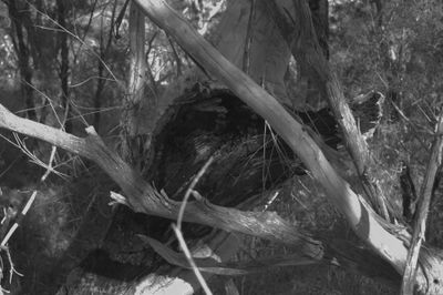 .Tree Trunk