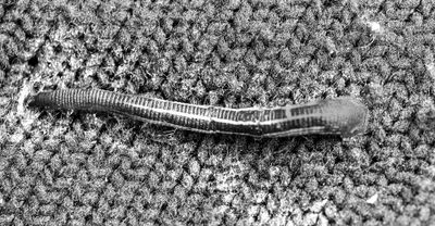 Bushcare Leech Hazard