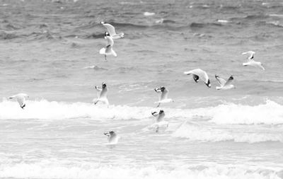 Lots of Birds
