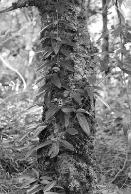 New Growth